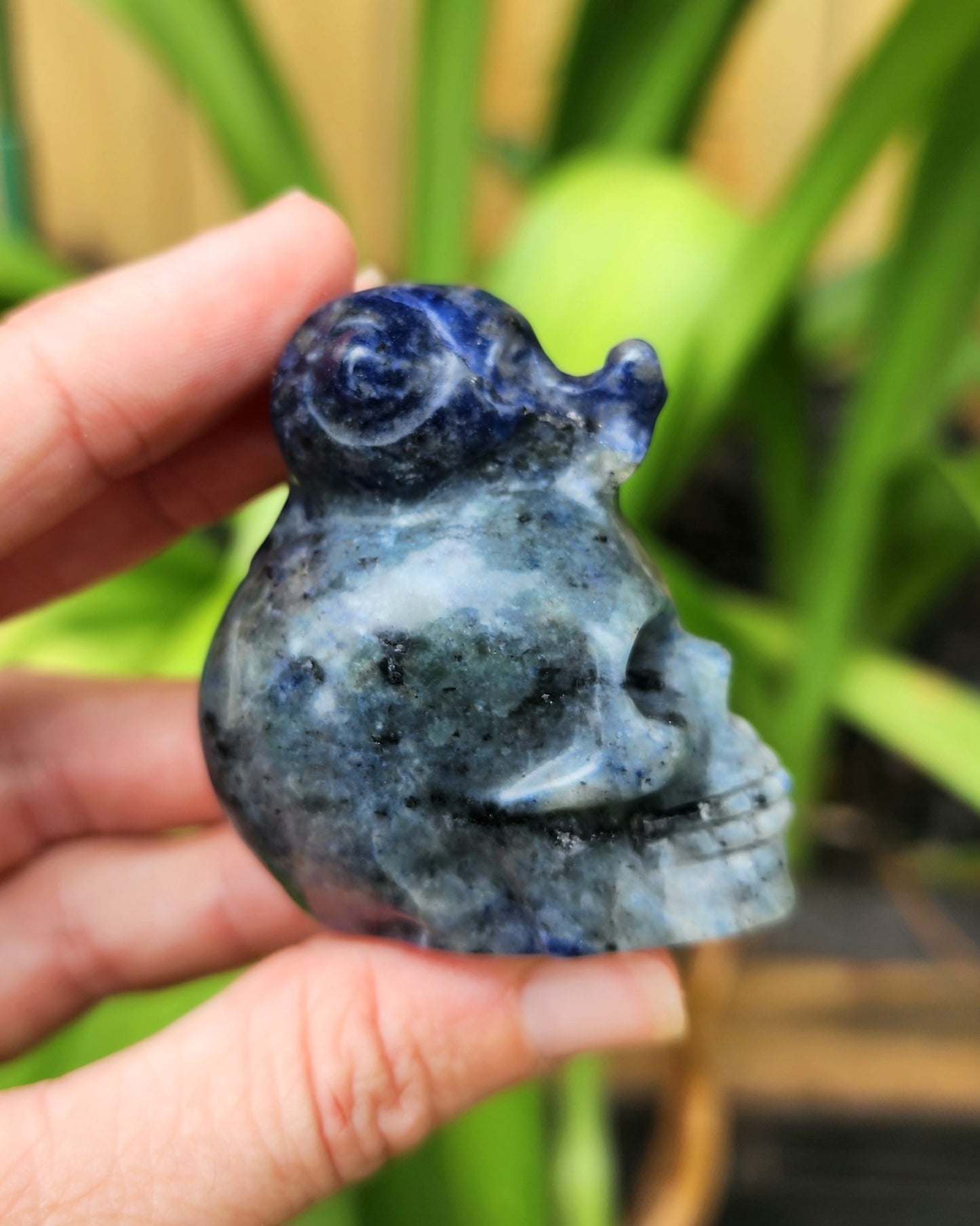 Sodalite Snail on Skull