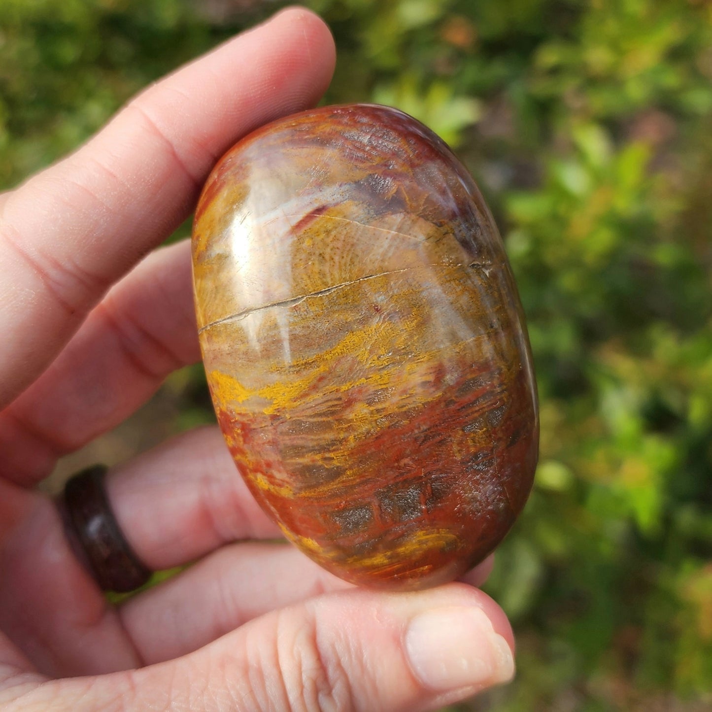 Petrified Wood Palm Stone