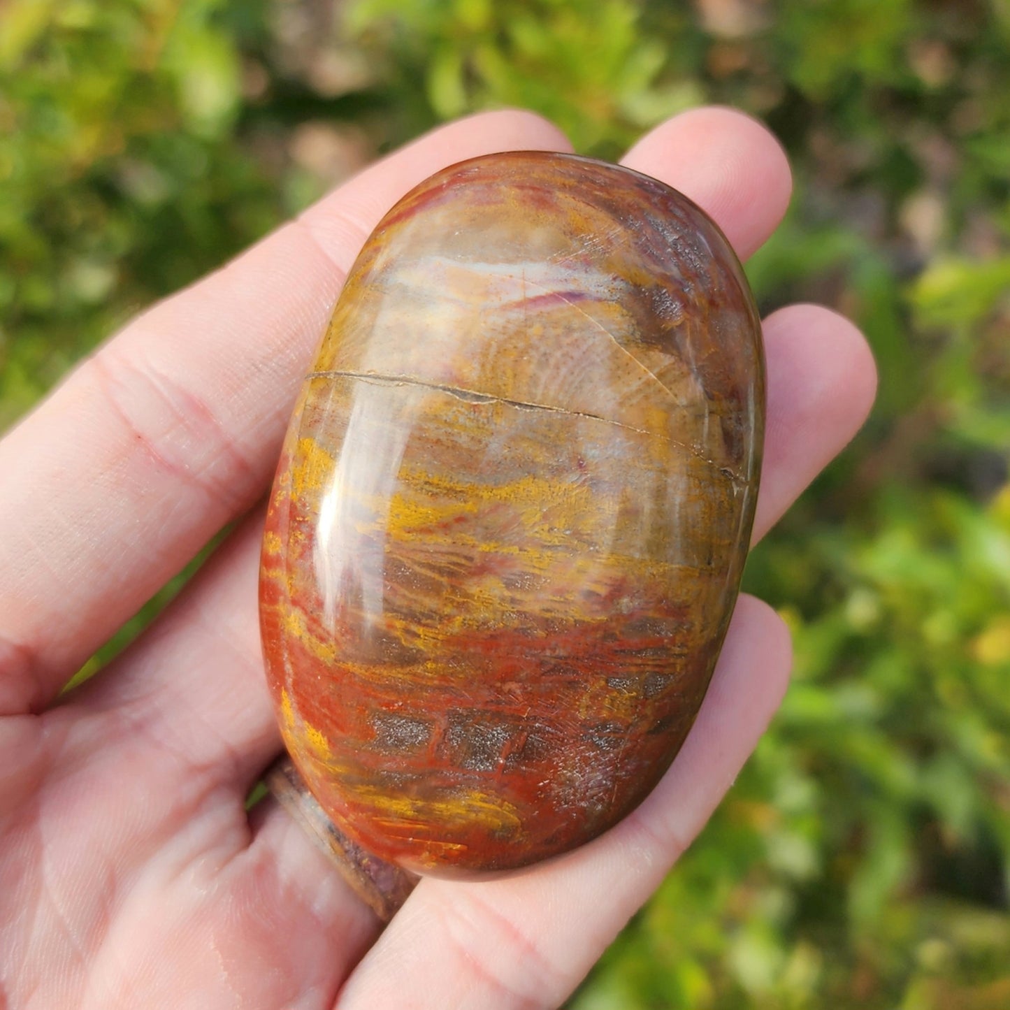 Petrified Wood Palm Stone