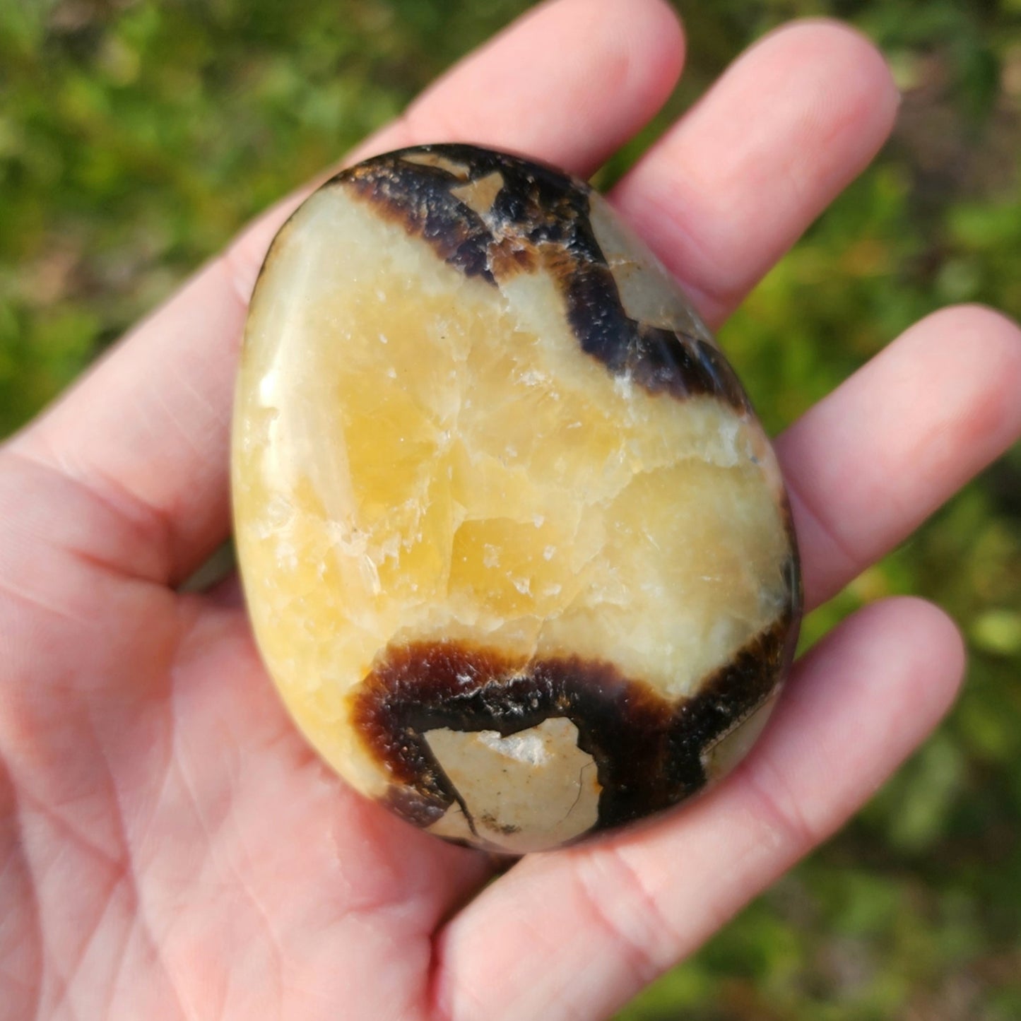 Septarian Palm Stone