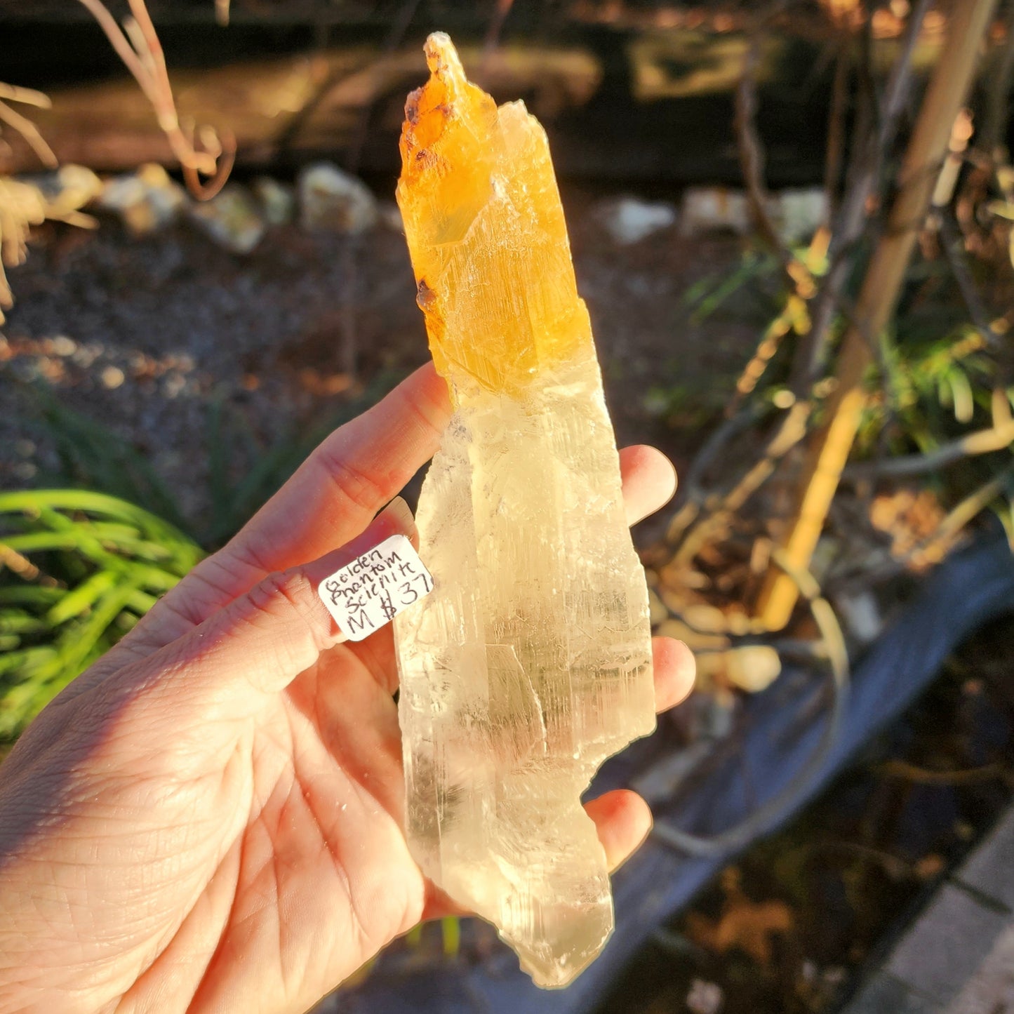 Golden Phantom Selenite