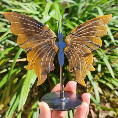 Tiger Eye Butterfly Wings on Stand