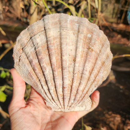 Lion's Paw Shell