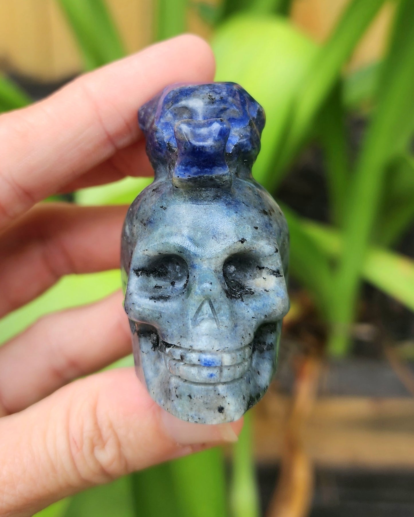 Sodalite Snail on Skull