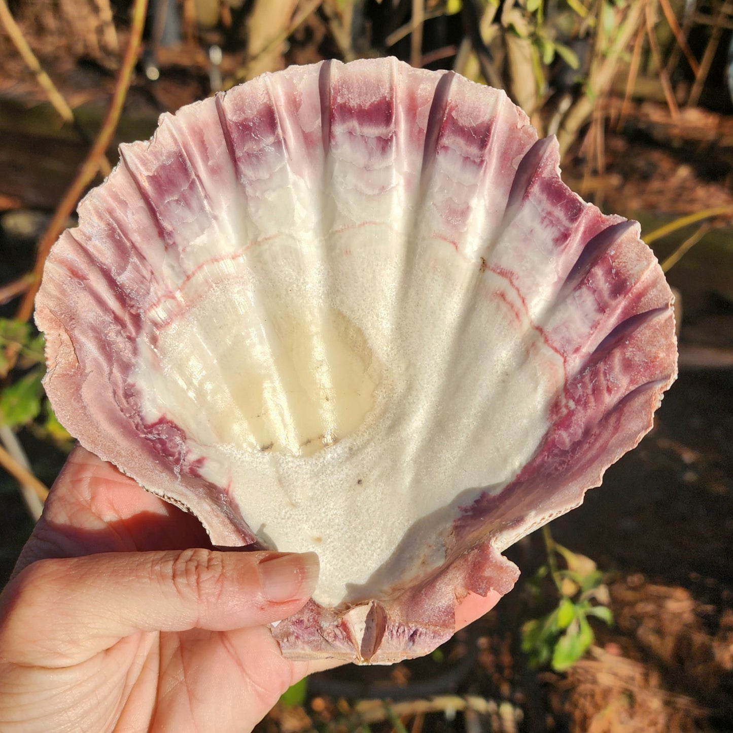 Lion's Paw Shell