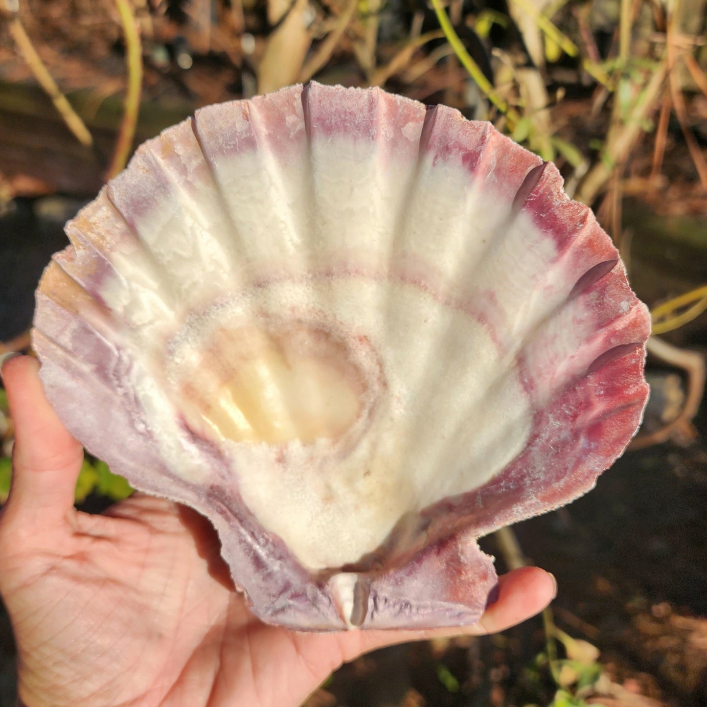 Lion's Paw Shell