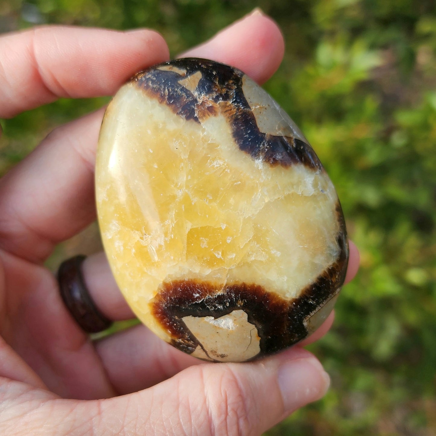 Septarian Palm Stone