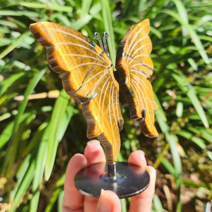 Tiger Eye Butterfly Wings on Stand