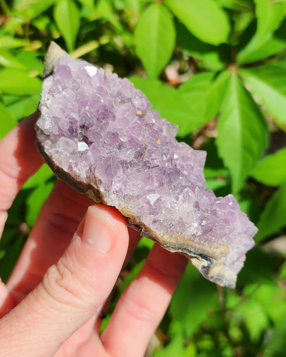 Amethyst Cluster