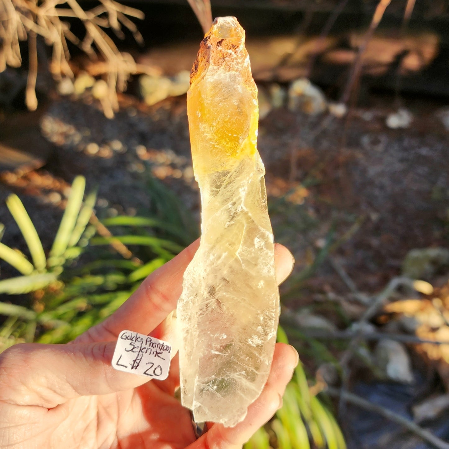 Golden Phantom Selenite