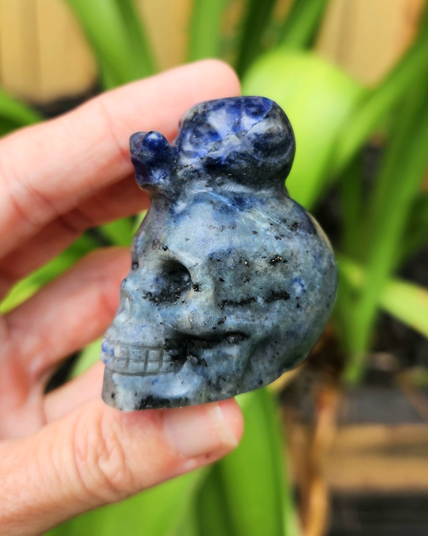 Sodalite Snail on Skull